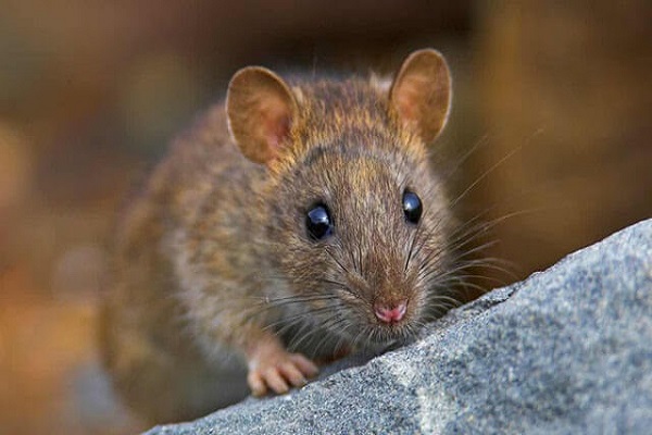 Con chuột là số mấy ? Mơ thấy chuột đánh con gì ?