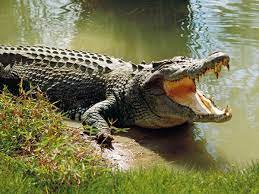 Mơ thấy cá sấu đánh con gì, điềm báo tốt hay xấu ? Con cá sấu là số mấy ?