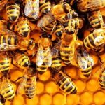 Con ong là số mấy? Mơ thấy ong là điềm báo gì? Đánh con gì chuẩn 100%