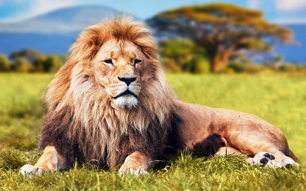 Mơ thấy sư tử và các con số may mắn trong thế giới lô đề 1834068562