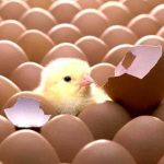 Quả trứng gà là số mấy? Mơ thấy trứng gà đánh con gì? Điềm báo gì
