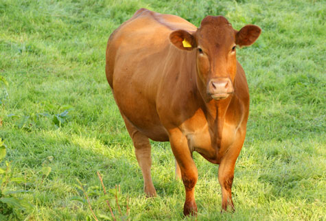 Con bò là số mấy? Mơ thấy con bò là điềm báo gì? Đánh con gì