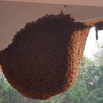 Ong làm tổ trong nhà là điềm báo gì? Đánh con gì? Cách xử lý từ A - Z