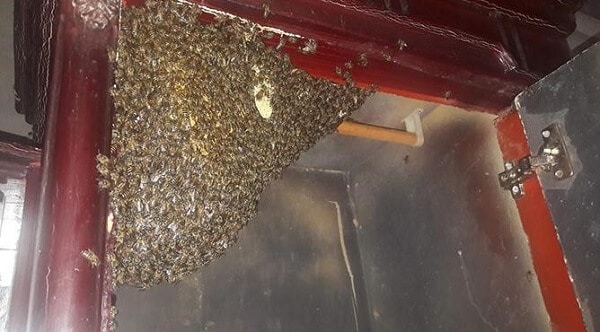 Ong làm tổ trong nhà là điềm báo gì? Đánh con gì? Cách xử lý từ A - Z